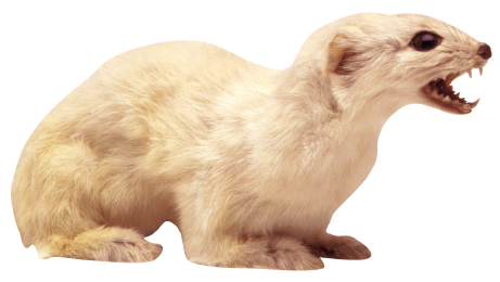 Weasel Identification Tips: What Does a Weasel Look Like?